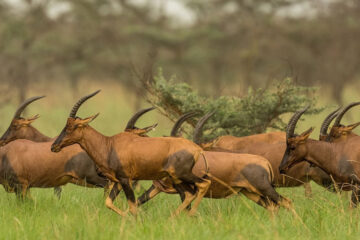 Tiang-in-Boma-and-Badingilo-National-Parks-South-Sudan