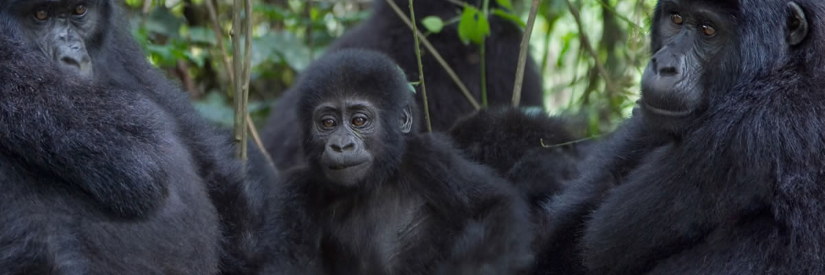 Explore Queen Elizabeth National Park